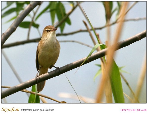 개개비